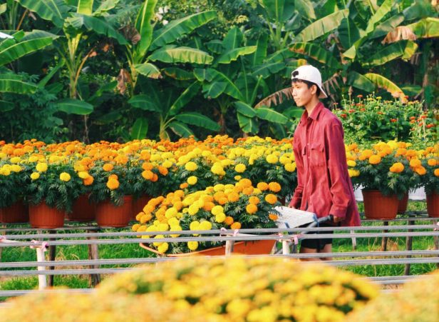 Chợ-hoa-tết-an-giang