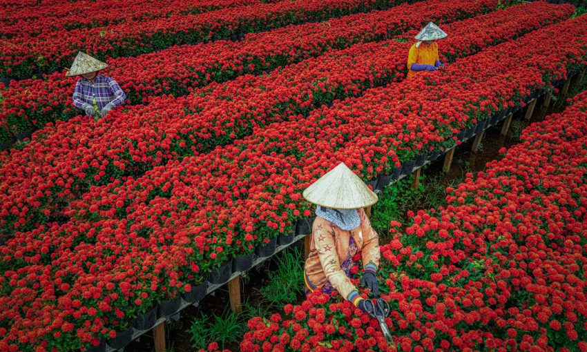 Làng hoa Sa Đéc Đồng Tháp
