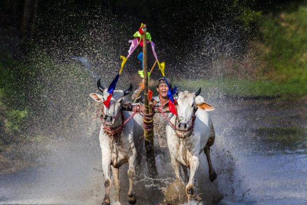 Lễ hội đua bò Bảy Núi