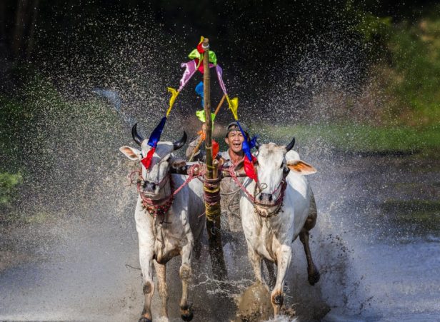 Lễ hội đua bò Bảy Núi