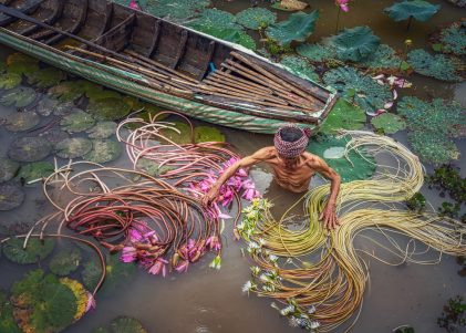 Nông dân hái bông súng ở miền Tây