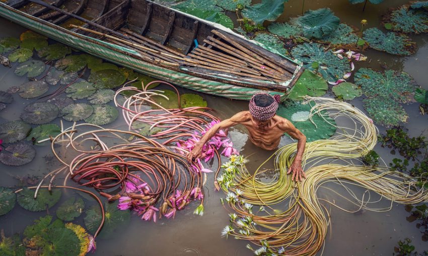 Nông dân hái bông súng ở miền Tây