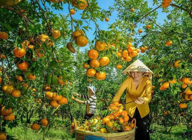 Quýt hồng Đồng Tháp