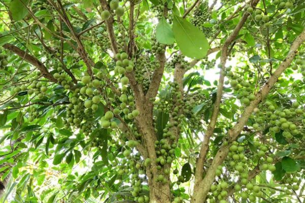 Vườn dâu xanh Vườn trái cây Cái Mơn Bến Tre