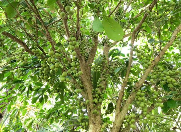 Vườn dâu xanh Vườn trái cây Cái Mơn Bến Tre