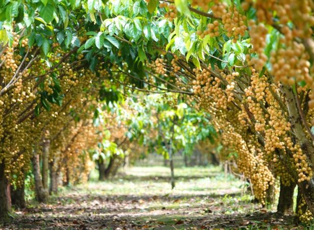 Vườn trái cây Cần Thơ